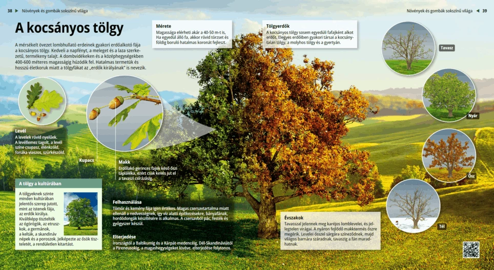 The English Oak