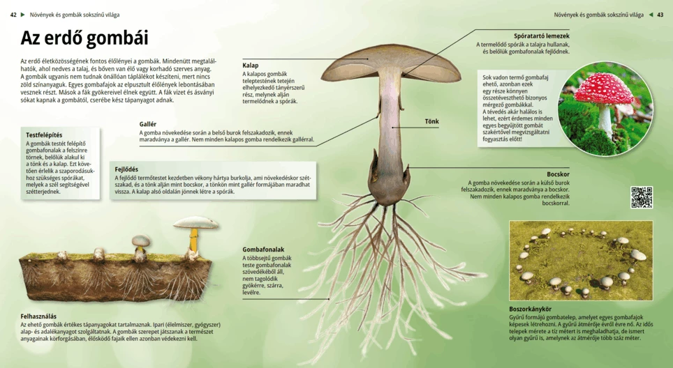 Forest Mushrooms