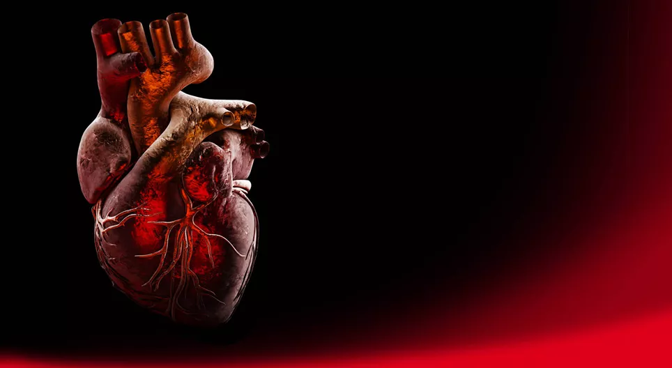 Anatomia serca (poziom średnio zaawansowany)