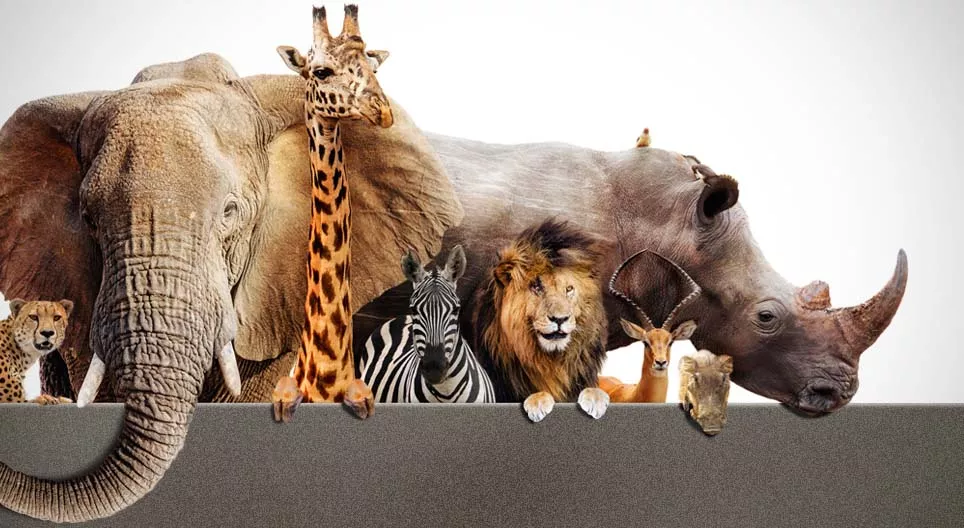 Jedźmy na safari!