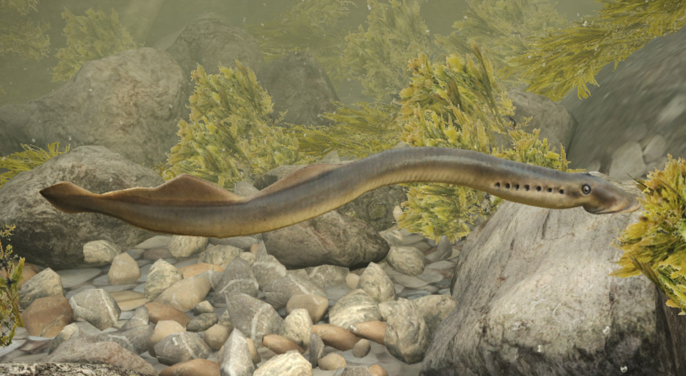 Minóg rzeczny (Lampetra fluviatilis)
