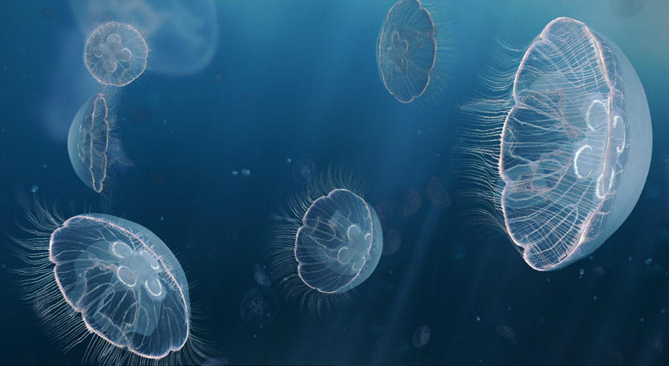 Meduza
