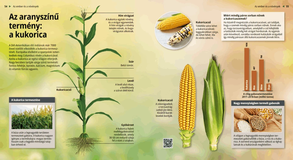 El cultivo dorado: el maíz