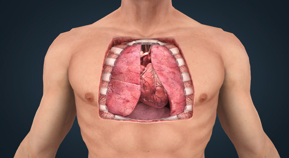 Anatomia do coração