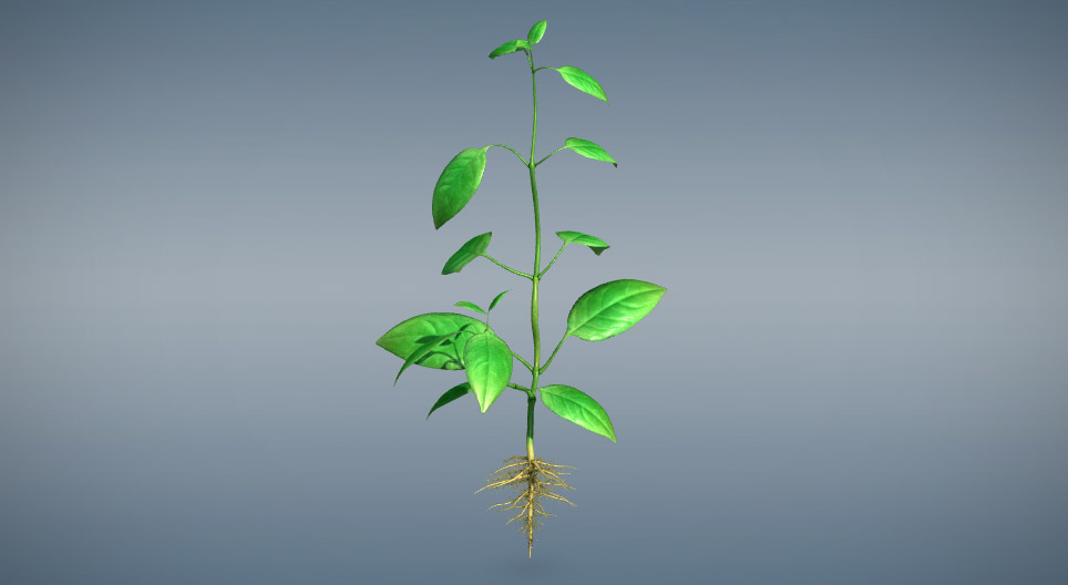 Órgãos vegetativos das plantas