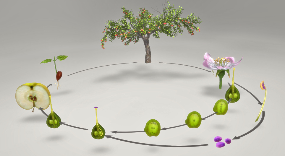 Жизненный цикл растений