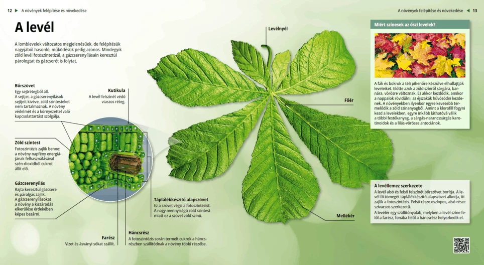 Leaves