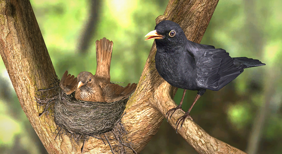 Common blackbird