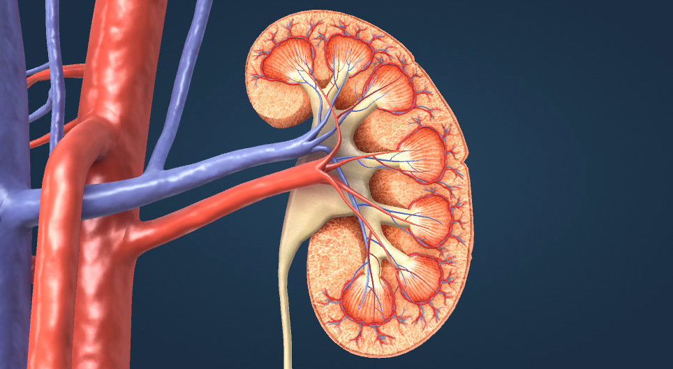 The urinary system