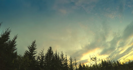 La taiga