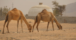 El desierto