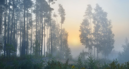 Formación de la niebla