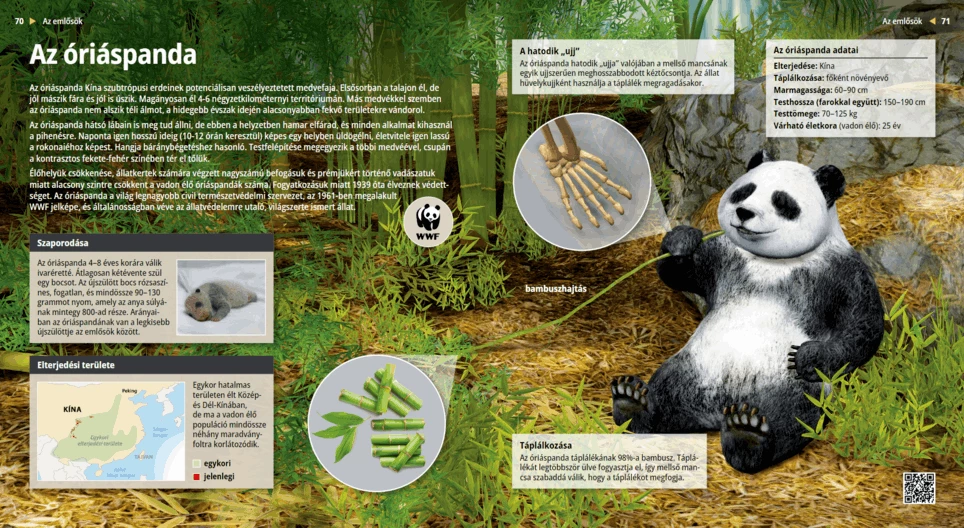 Giant Panda
