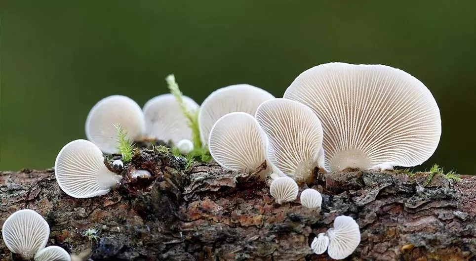 Thế giới bí mật của nấm
