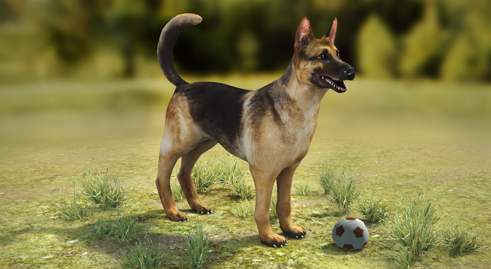 Domestic dog